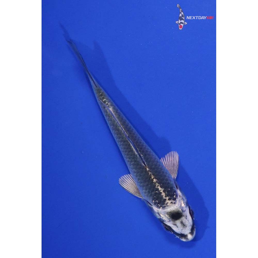 3.5” Imported Gin Matsuba