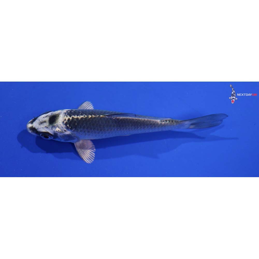3.5” Imported Gin Matsuba