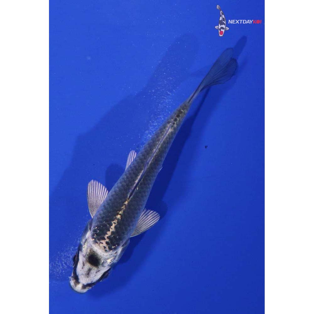 3.5” Imported Gin Matsuba