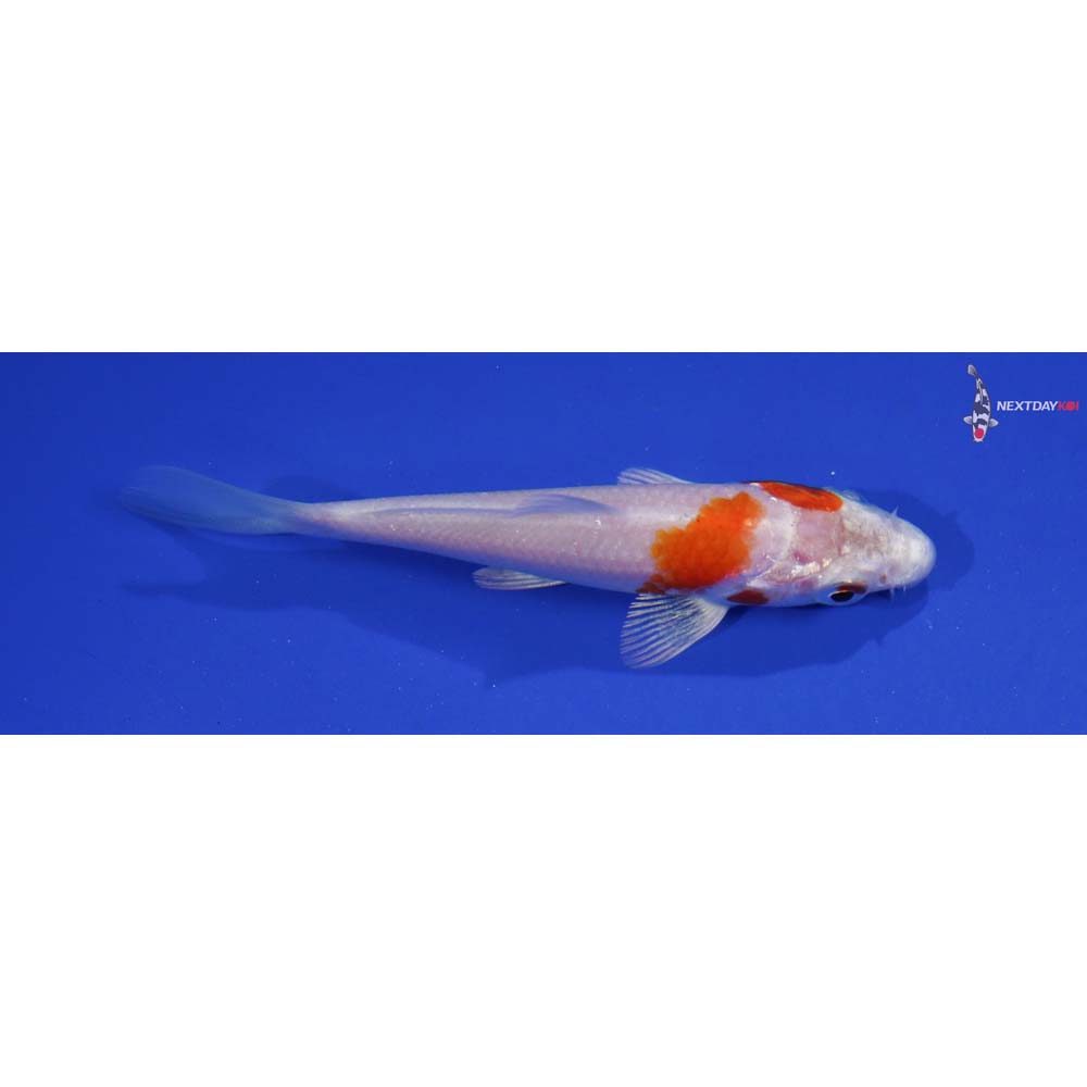 3” Imported Hariwake