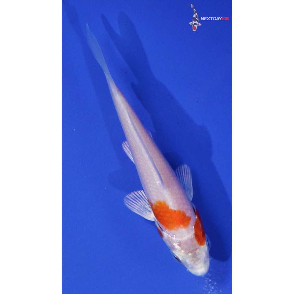 3” Imported Hariwake