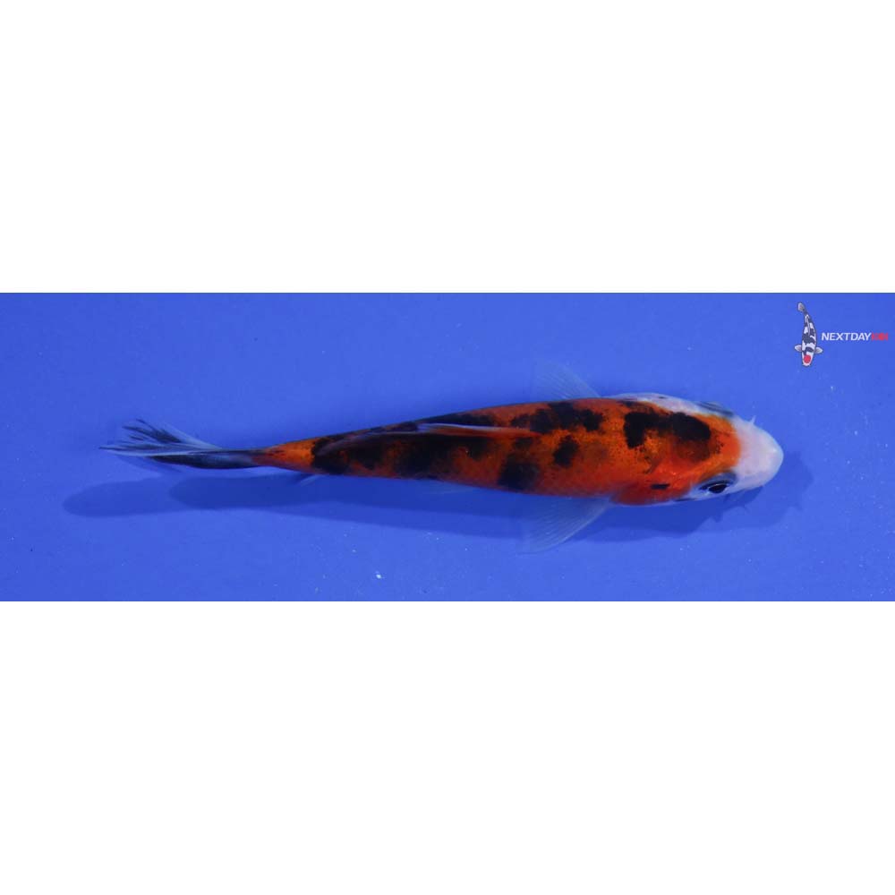 3.5” Imported Sanke