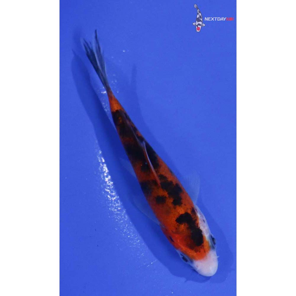 3.5” Imported Sanke