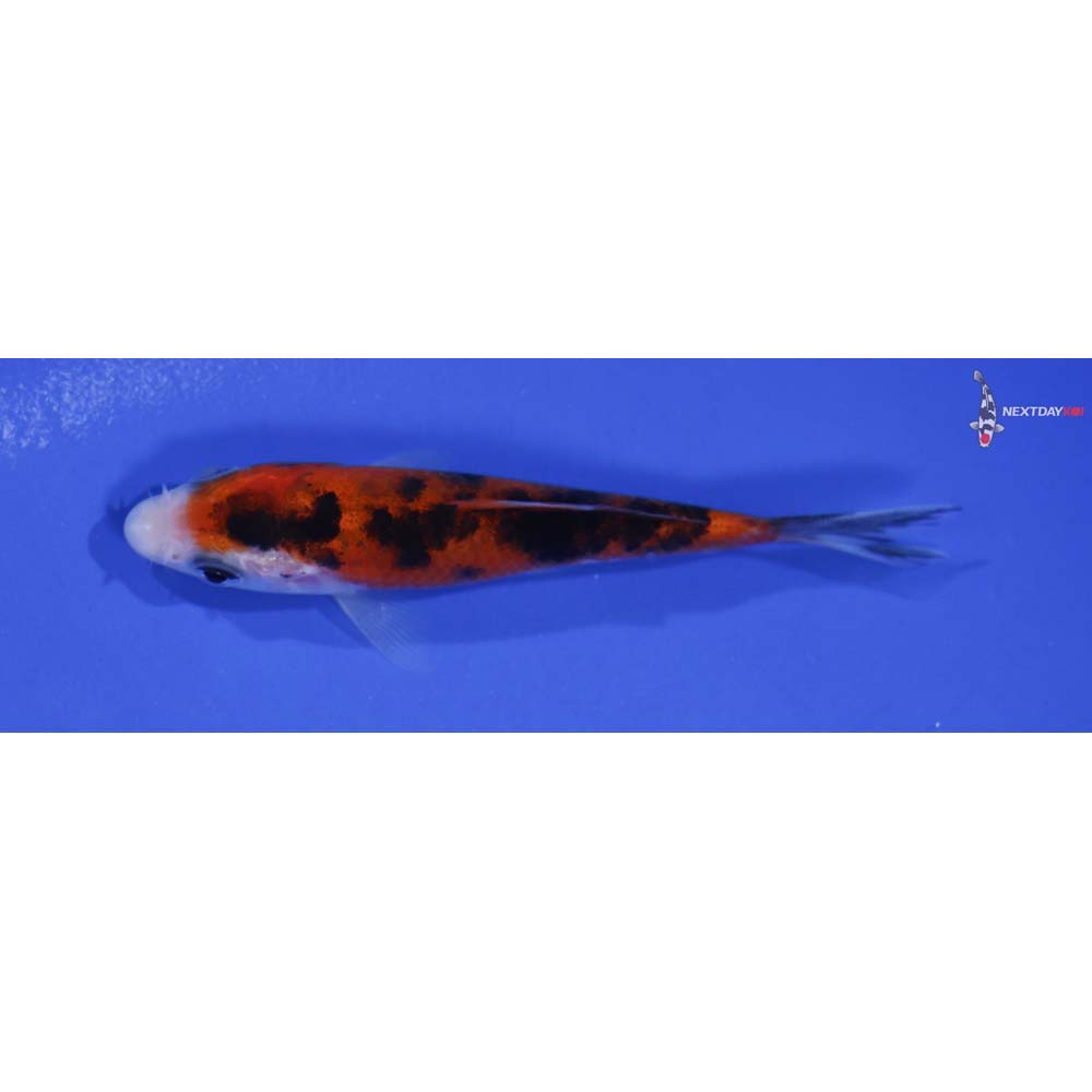 3.5” Imported Sanke