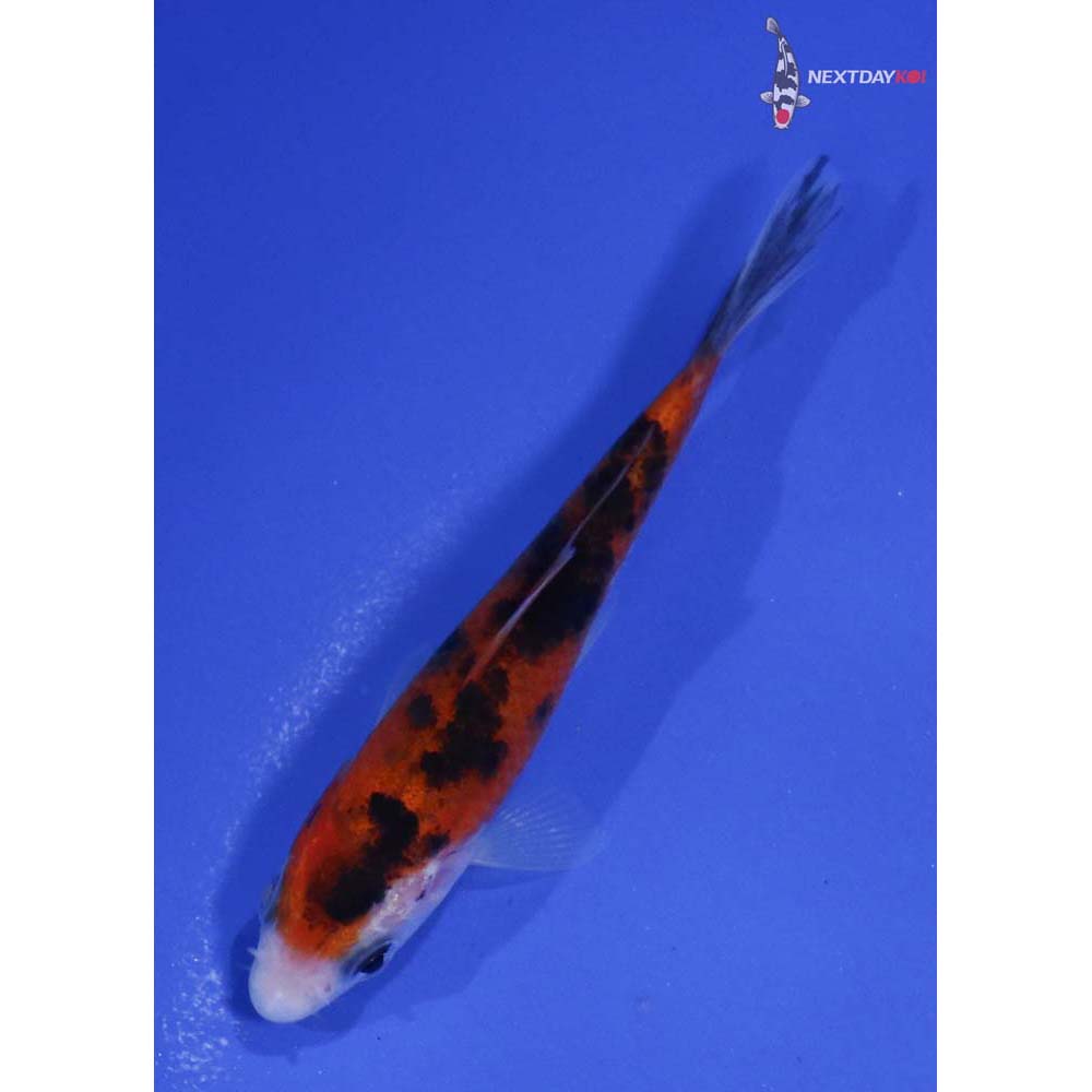 3.5” Imported Sanke