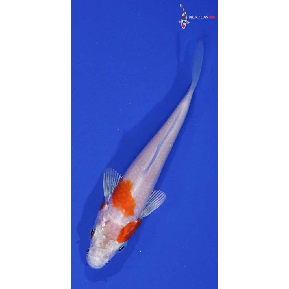 3” Imported Hariwake