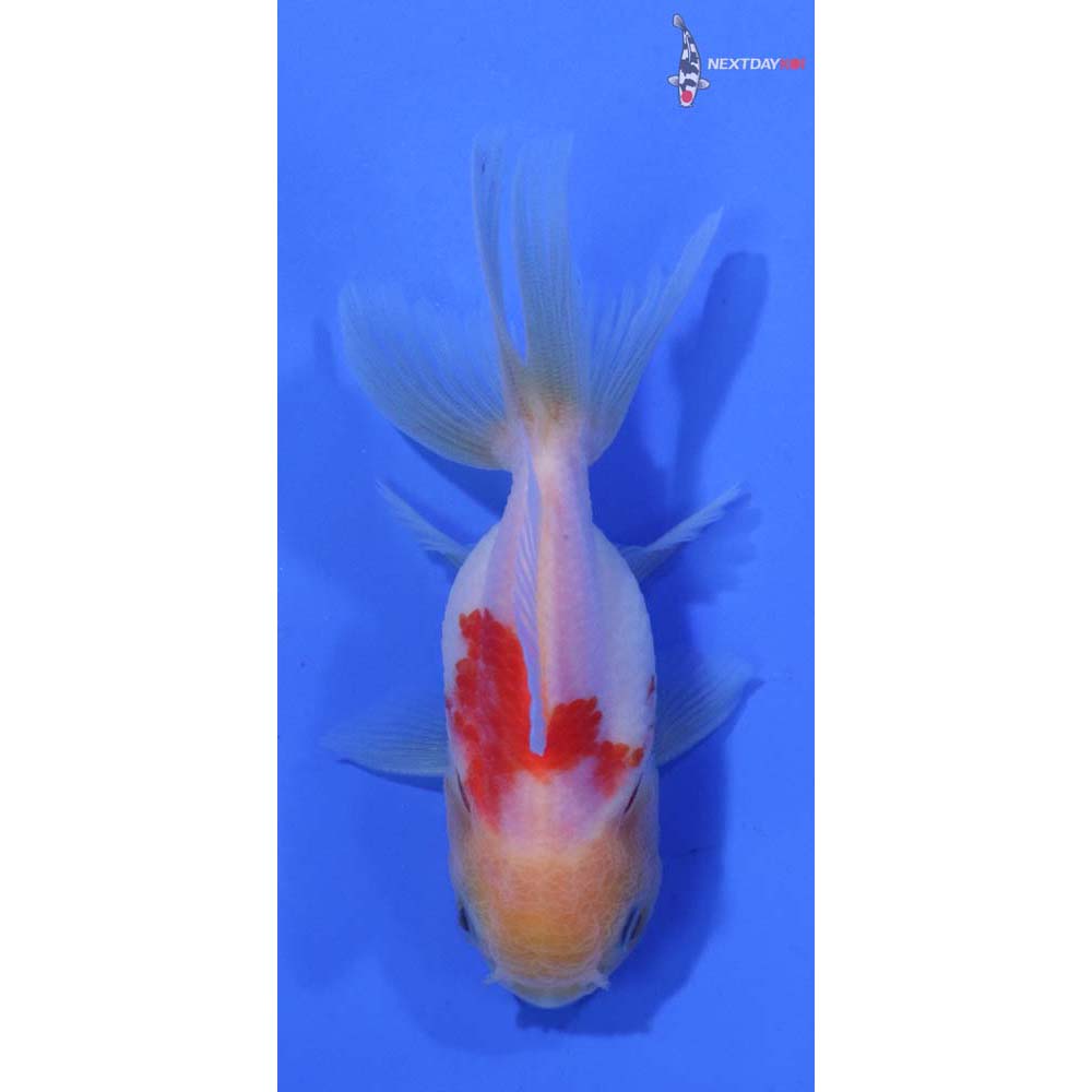 3” Imported Red and White Oranda