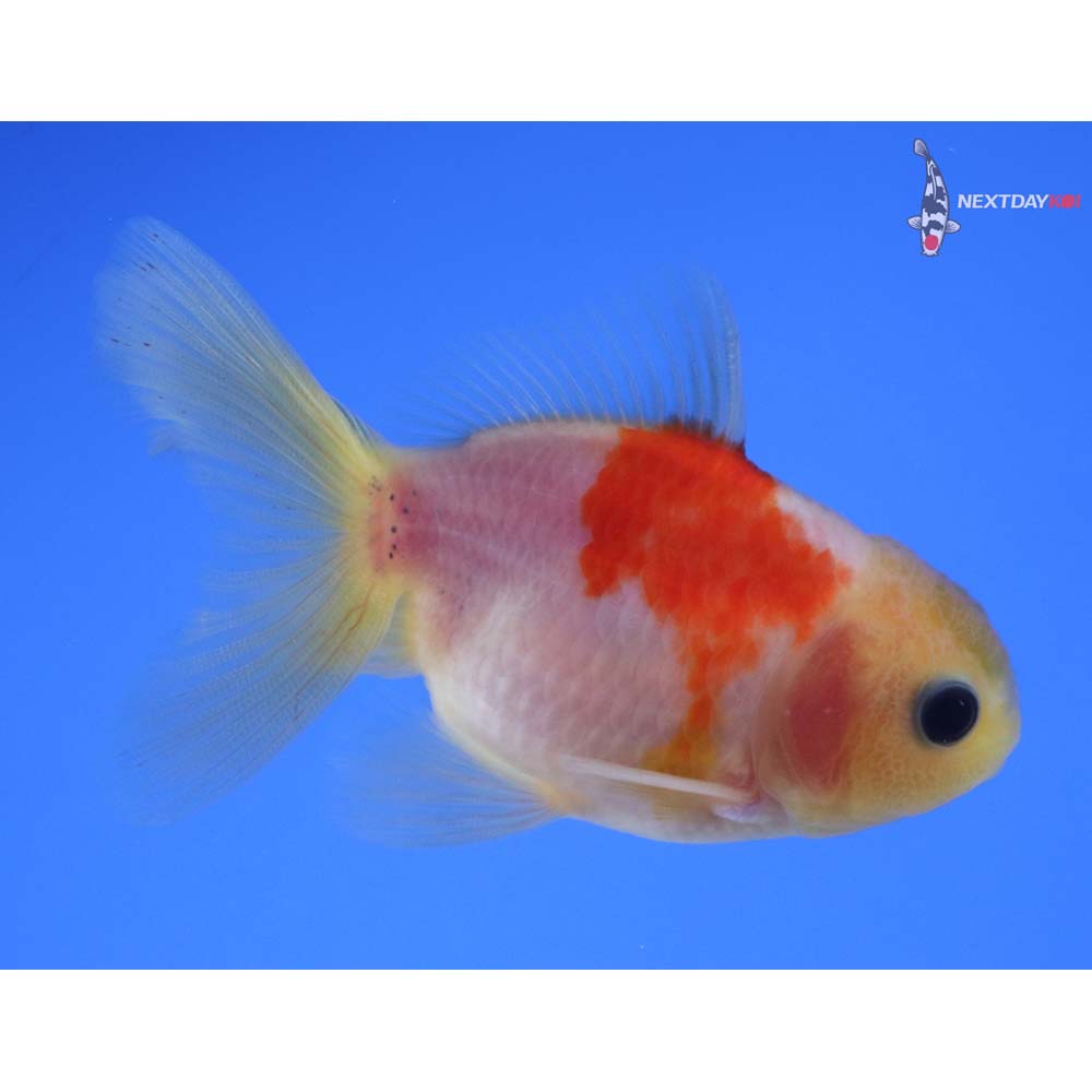 3” Imported Red and White Oranda