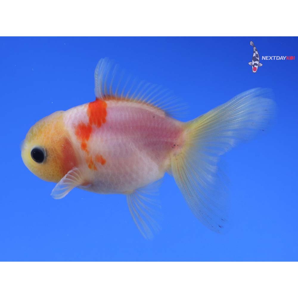 3” Imported Red and White Oranda
