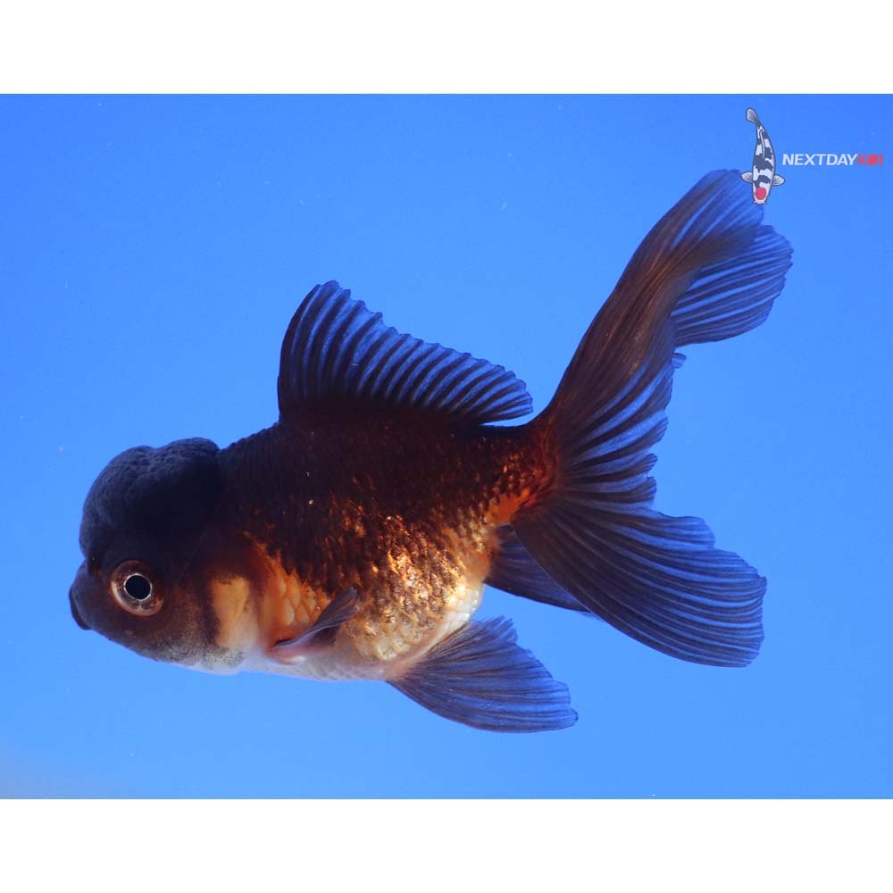 3” Imported Red and Black Oranda
