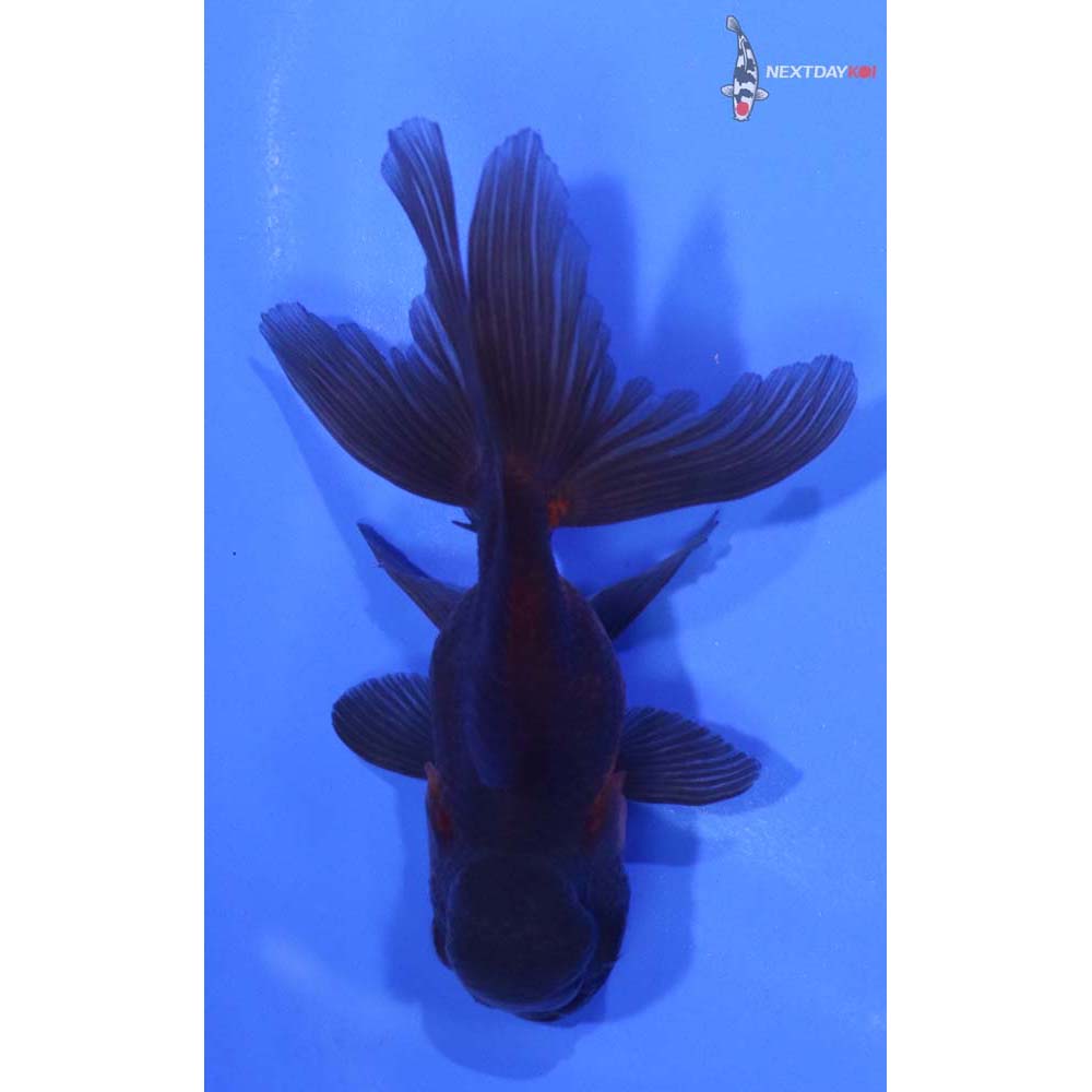 3” Imported Red and Black Oranda
