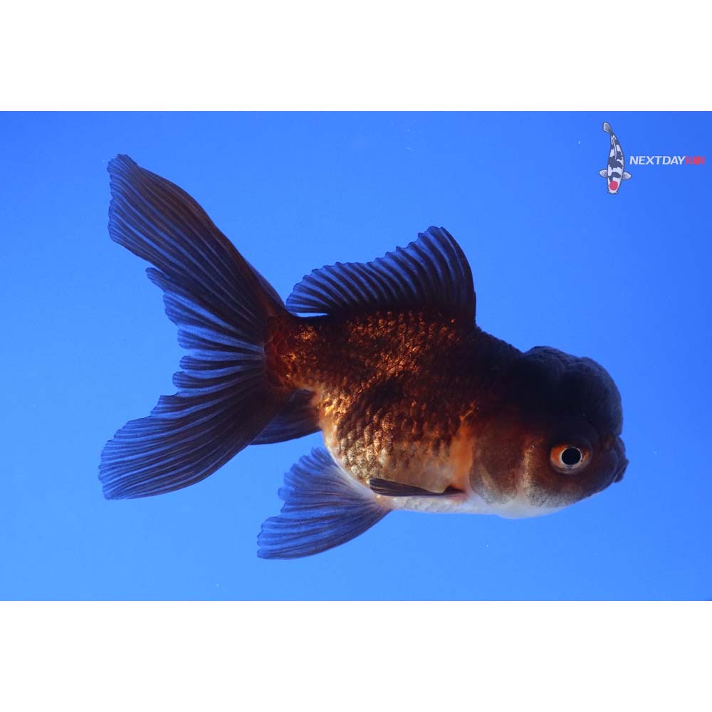 3” Imported Red and Black Oranda