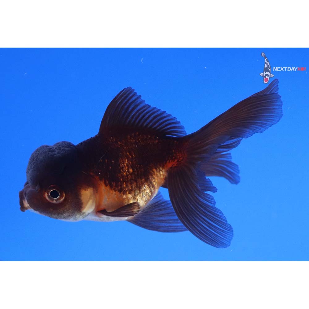 3” Imported Red and Black Oranda