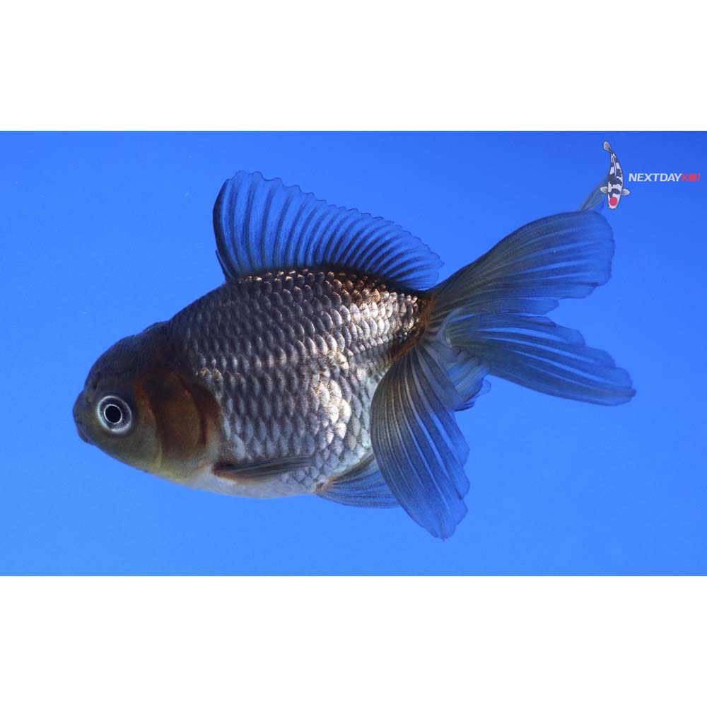 3” Imported Blue Oranda