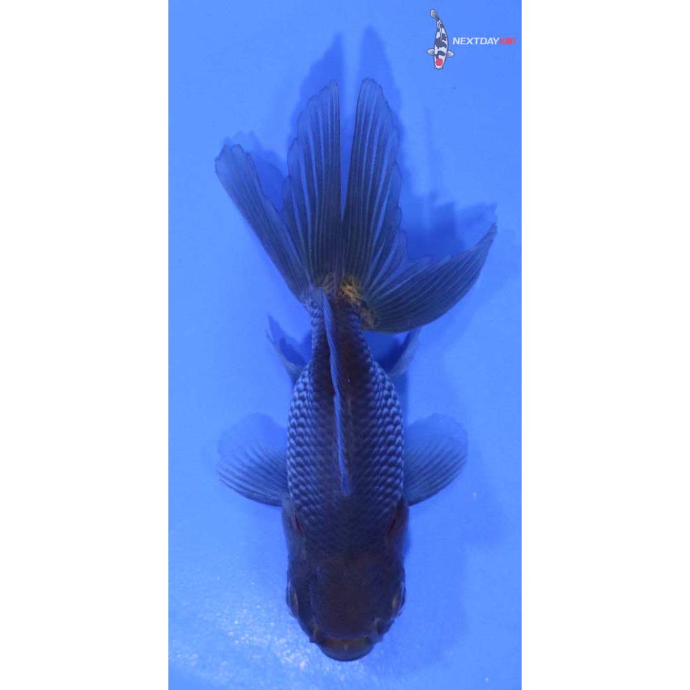 3” Imported Blue Oranda