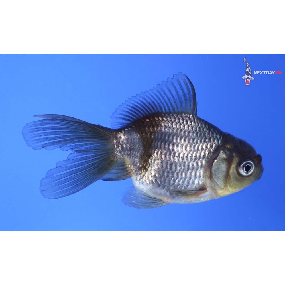 3” Imported Blue Oranda