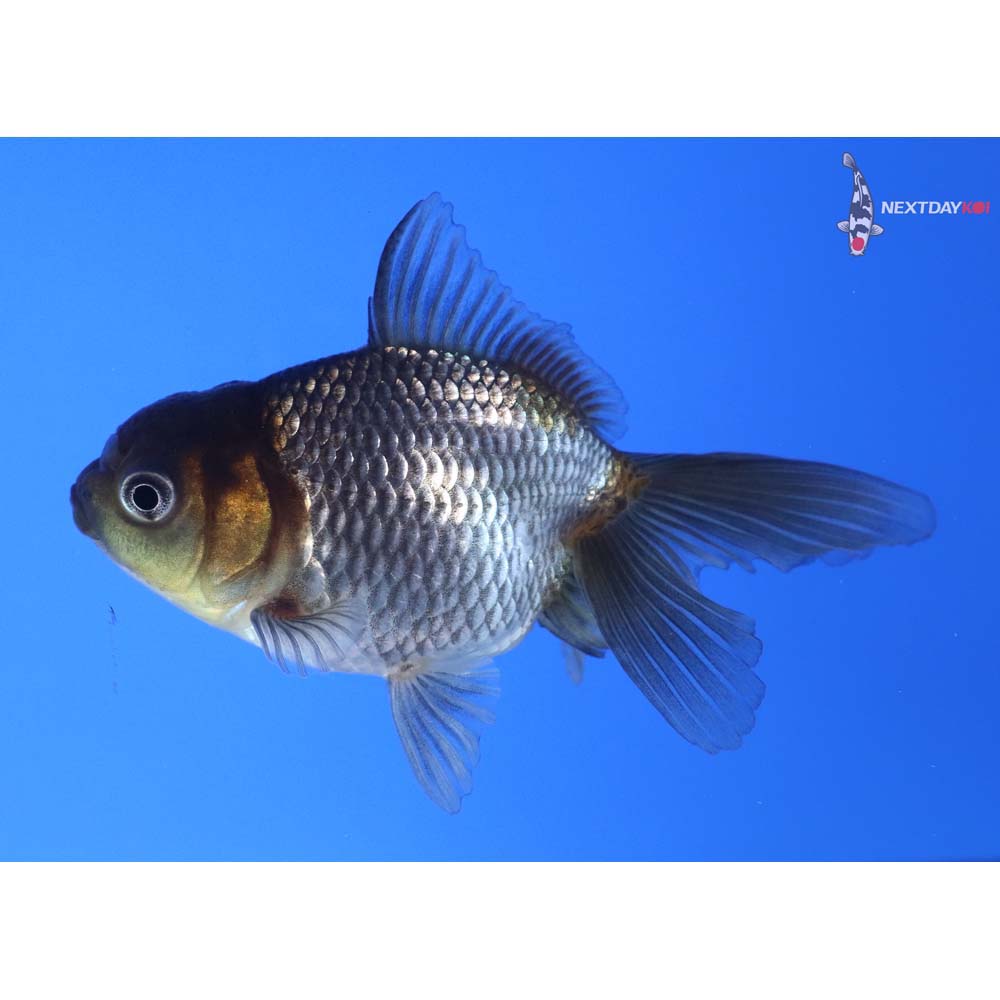 3” Imported Blue Oranda