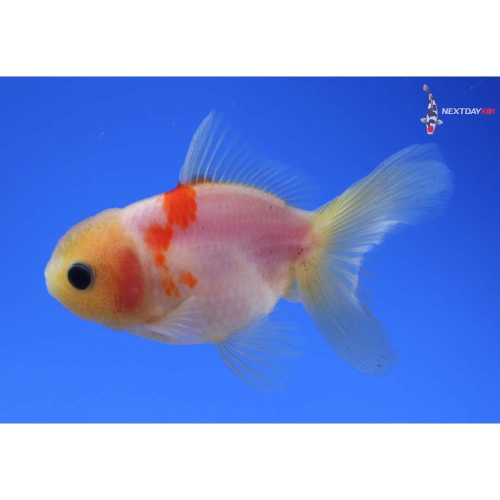 3” Imported Red and White Oranda