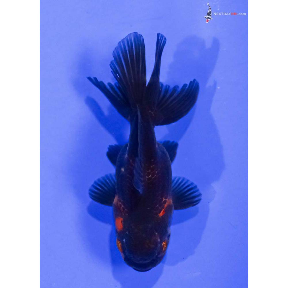 3” Imported Red and Black Oranda