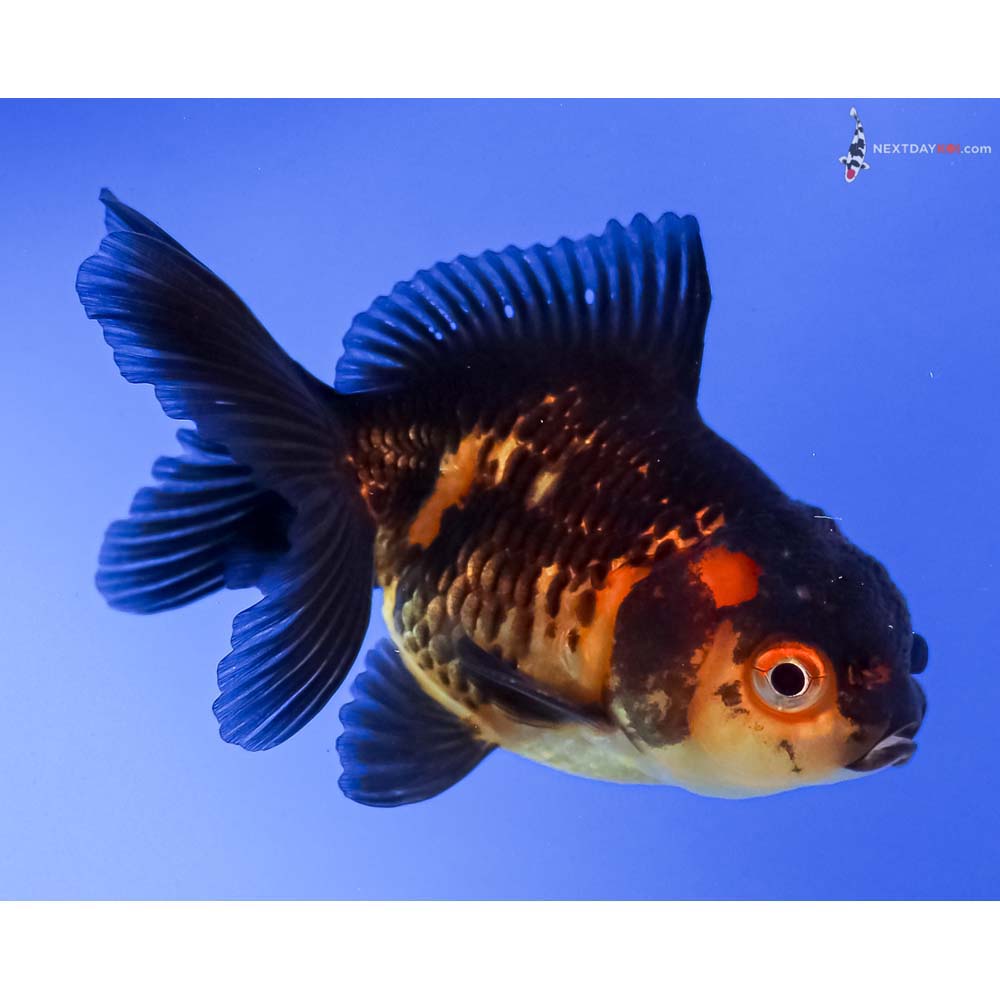 3” Imported Red and Black Oranda
