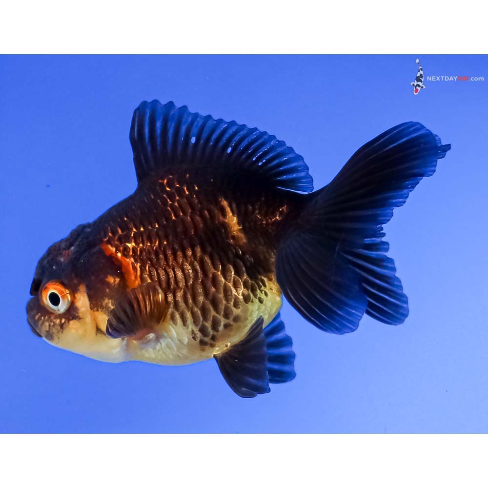3” Imported Red and Black Oranda
