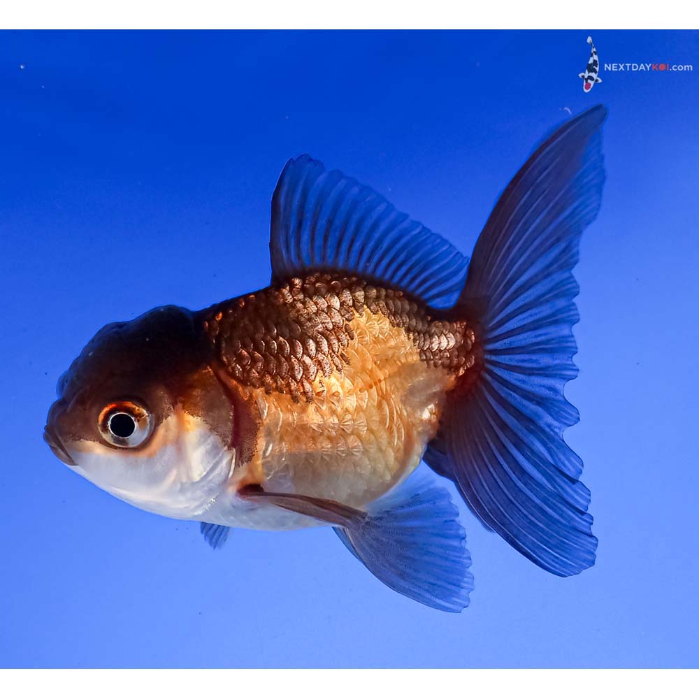 3.5” Imported Tri Color Oranda