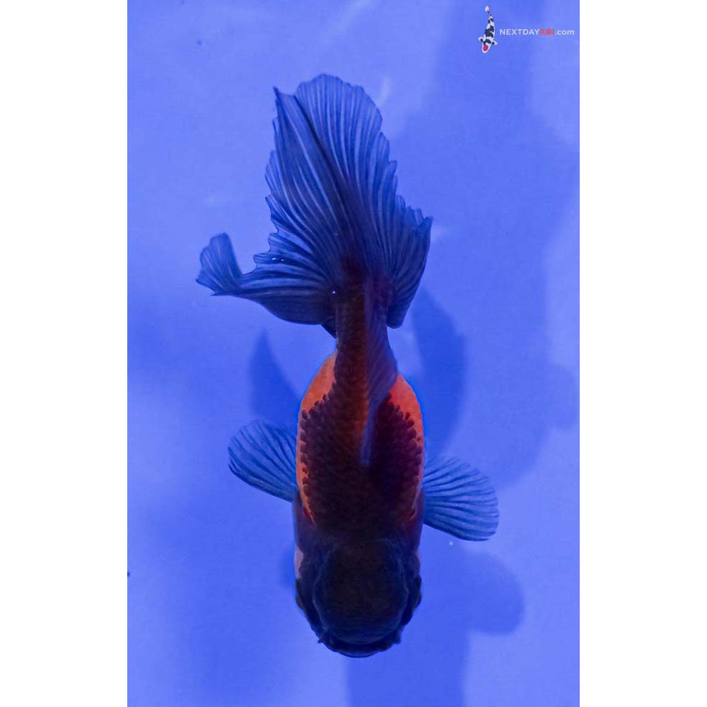 3.5” Imported Tri Color Oranda