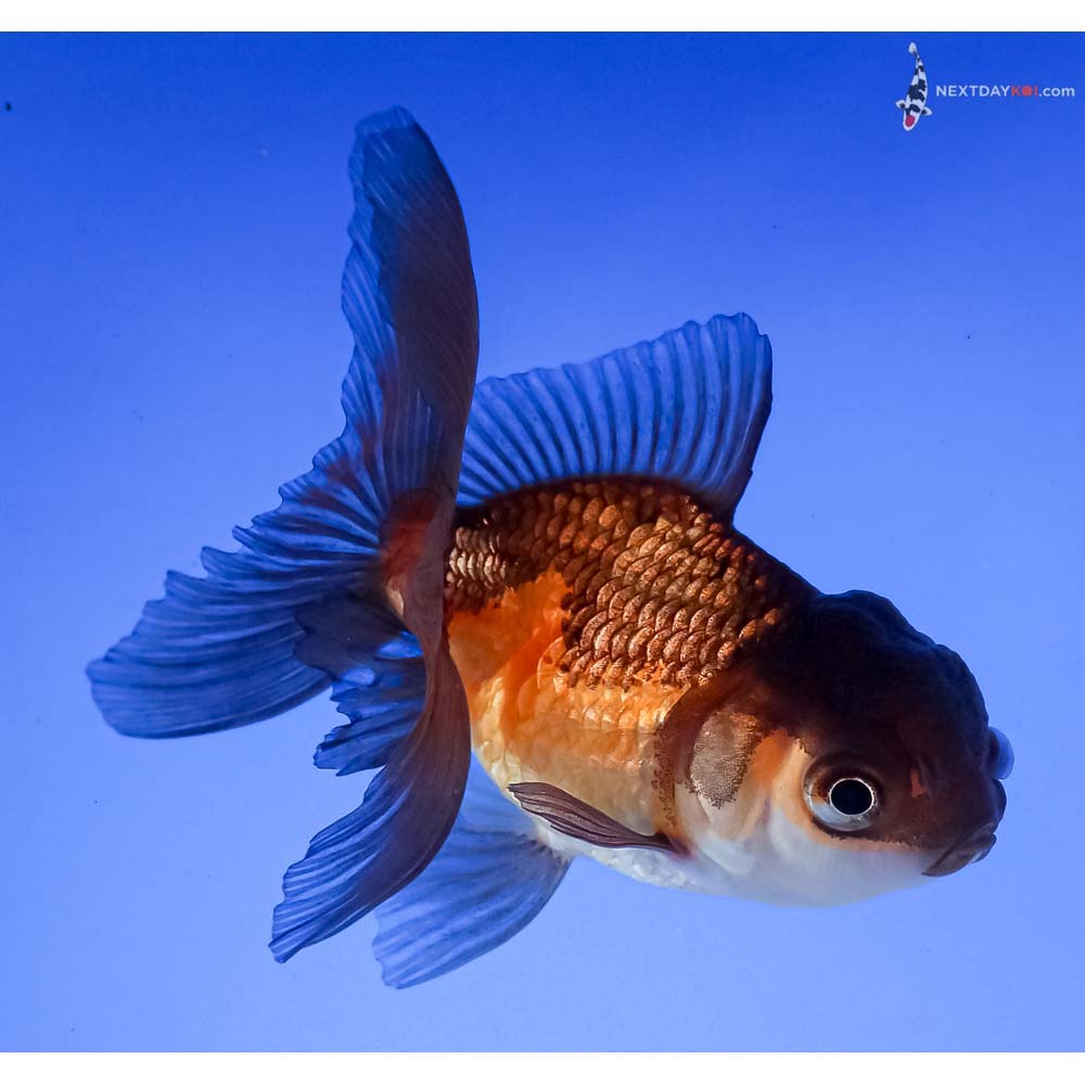 3.5” Imported Tri Color Oranda