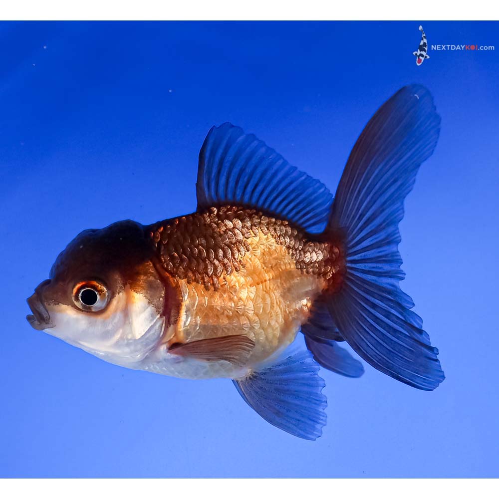 3.5” Imported Tri Color Oranda
