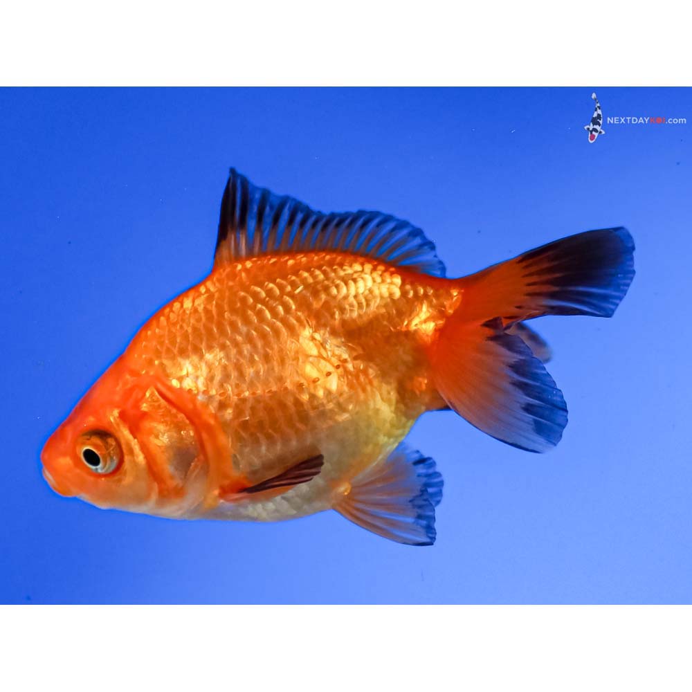 3” Imported Red Ryukin