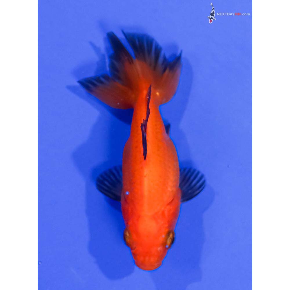 3” Imported Red Ryukin