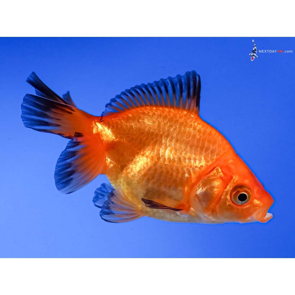 3” Imported Red Ryukin