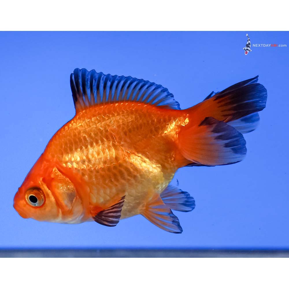 3” Imported Red Ryukin
