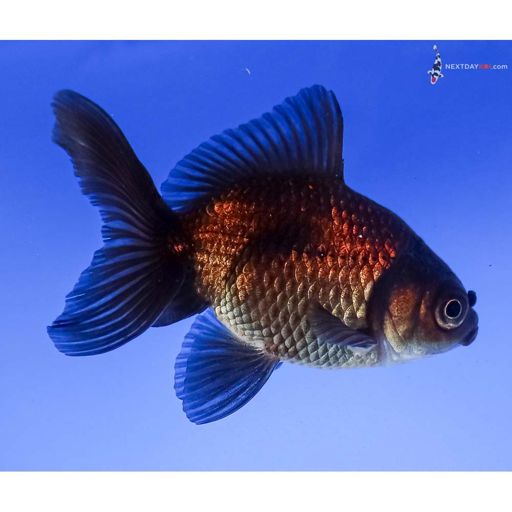 3.5” Imported Bronze Fantail