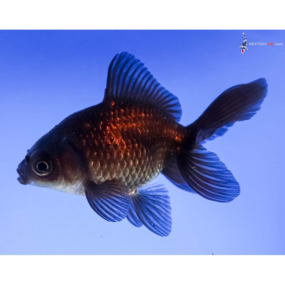 3.5” Imported Bronze Fantail