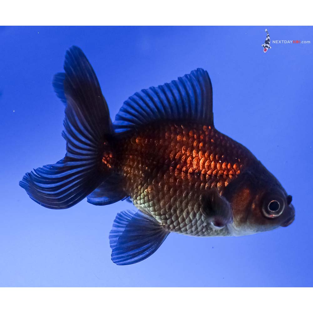 3.5” Imported Bronze Fantail