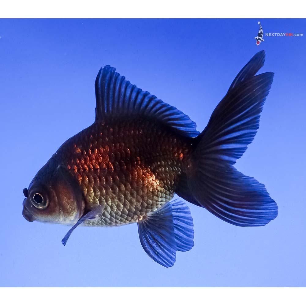 3.5” Imported Bronze Fantail