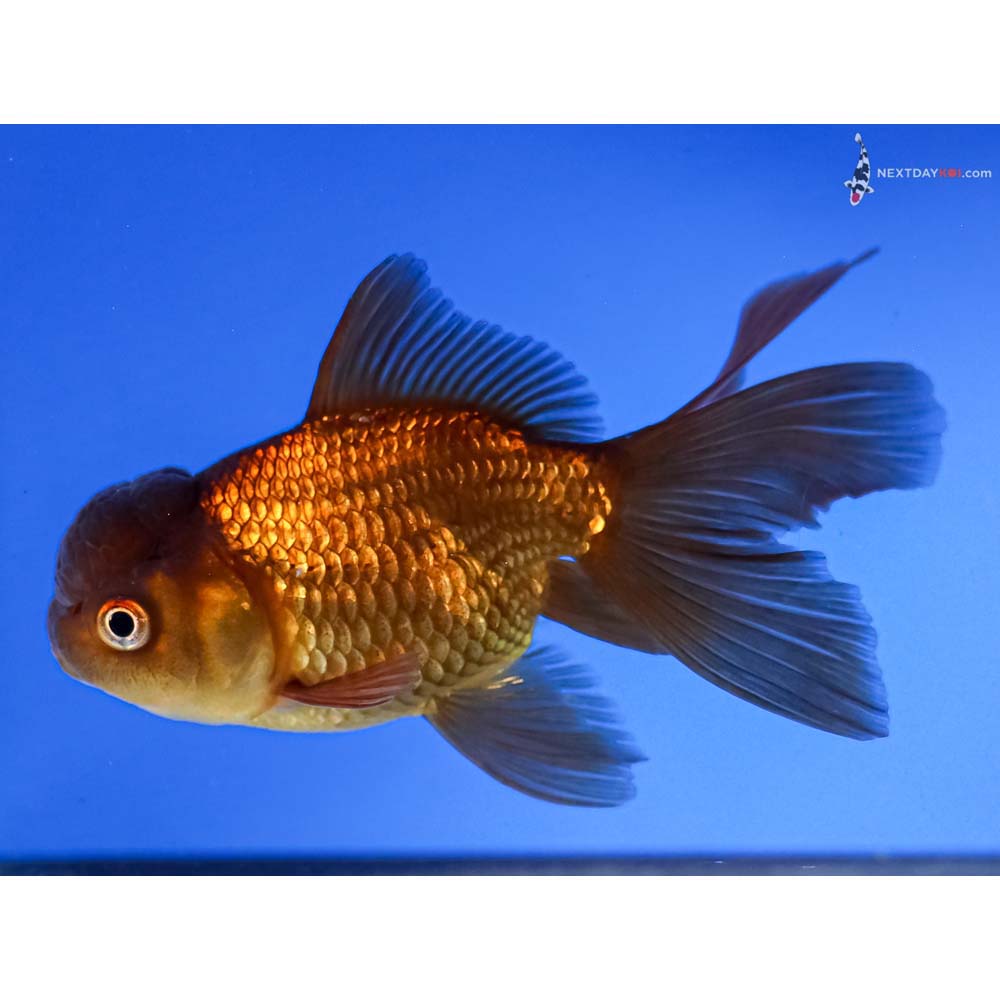 4.5” Imported Chocolate Oranda