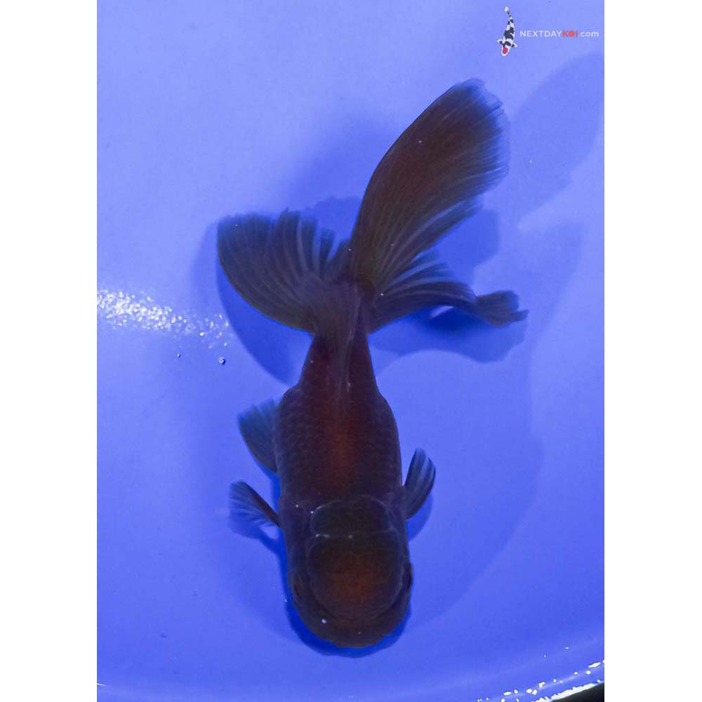 4.5” Imported Chocolate Oranda
