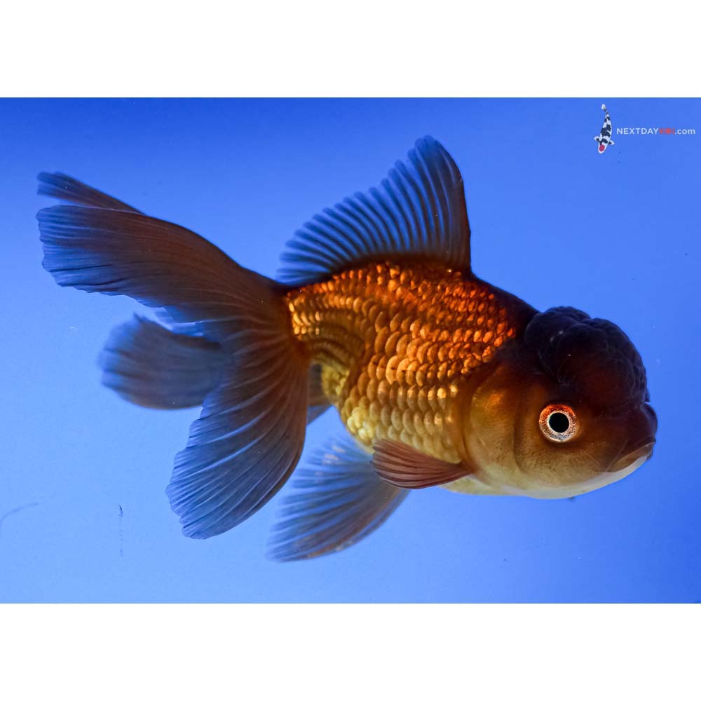 4.5” Imported Chocolate Oranda