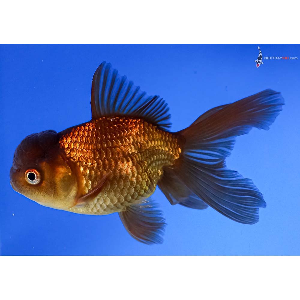 4.5” Imported Chocolate Oranda