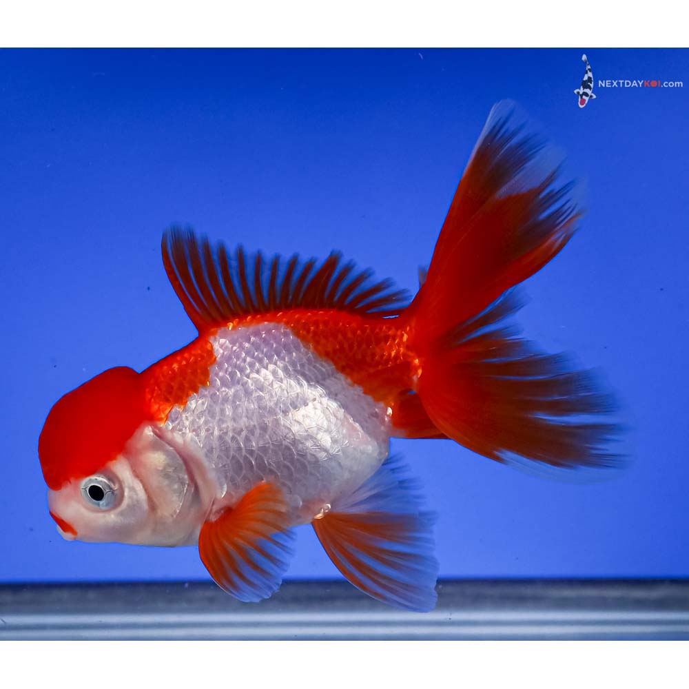 4.5” Imported Red and White Oranda