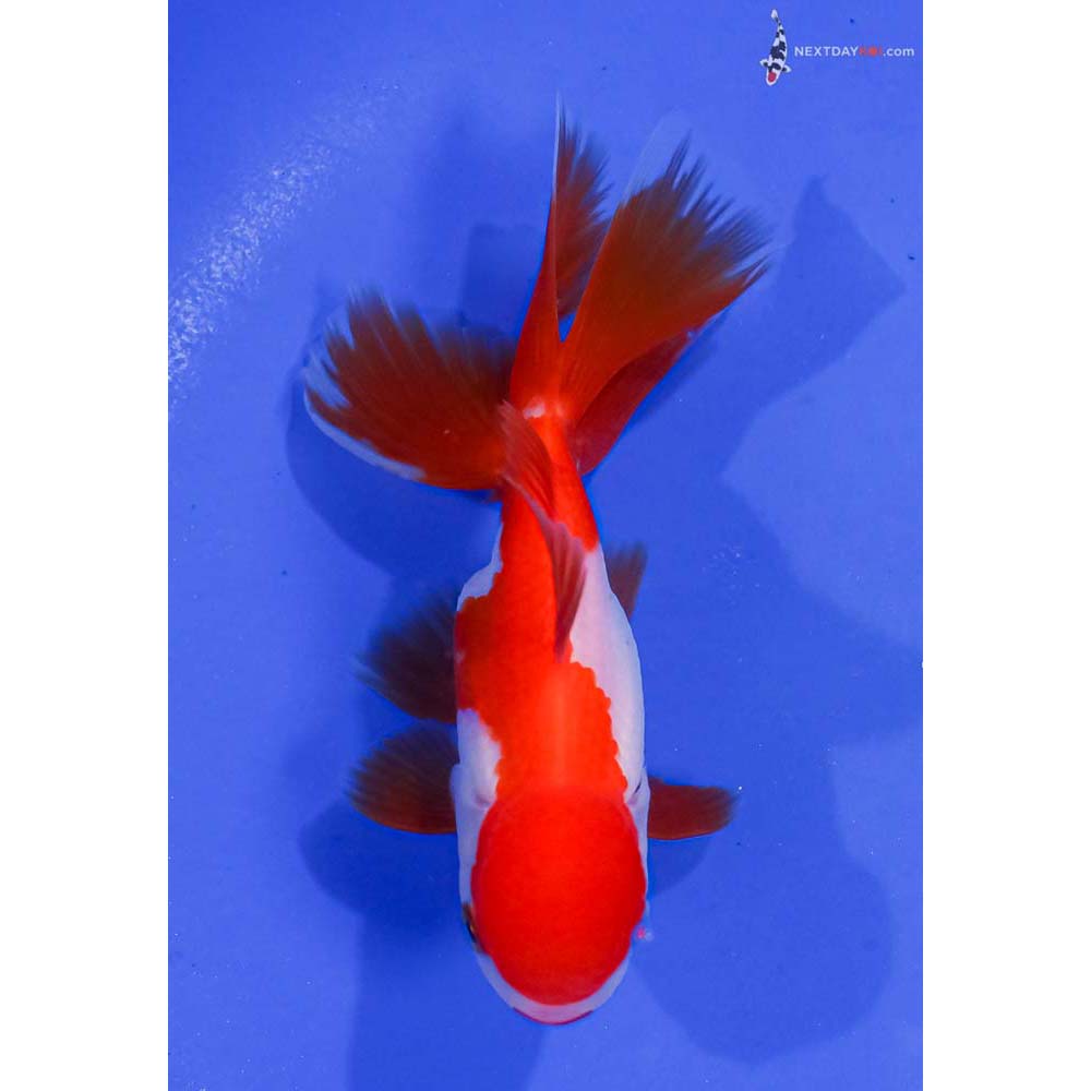 4.5” Imported Red and White Oranda