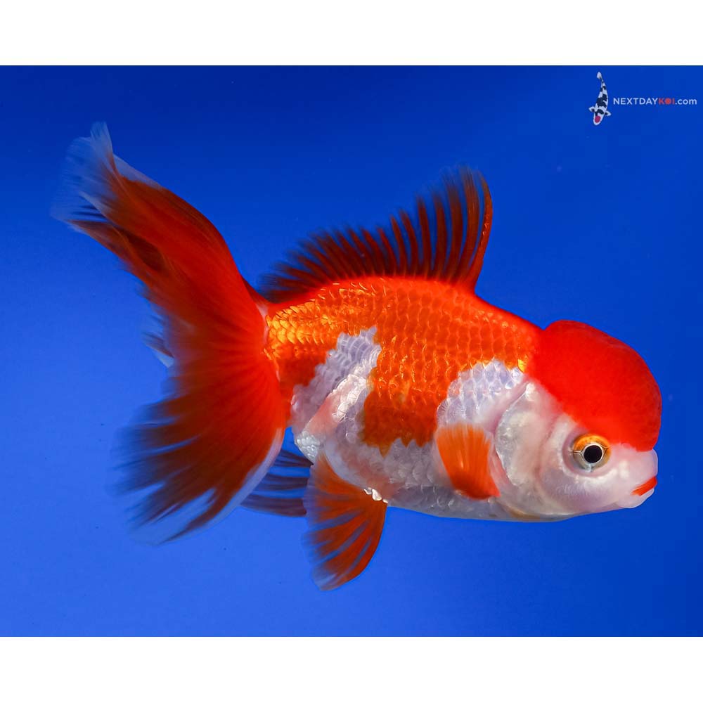 4.5” Imported Red and White Oranda