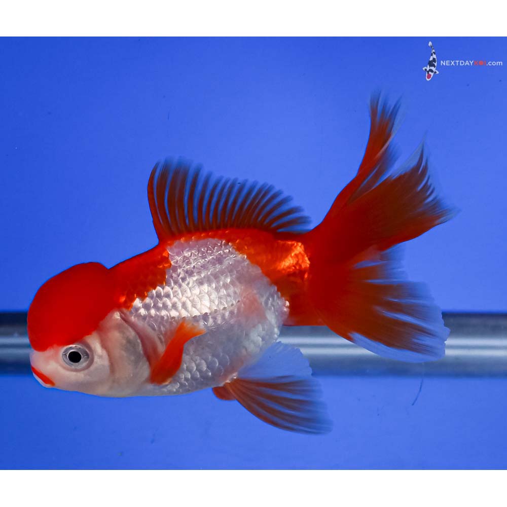 4.5” Imported Red and White Oranda