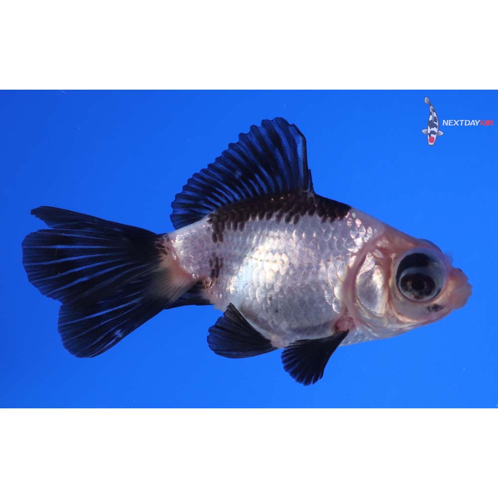 3” Imported Panda Telescope Fantail