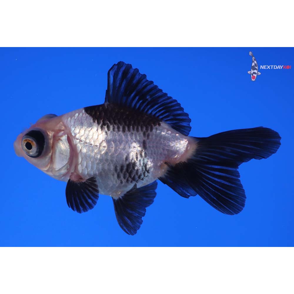 3” Imported Panda Telescope Fantail