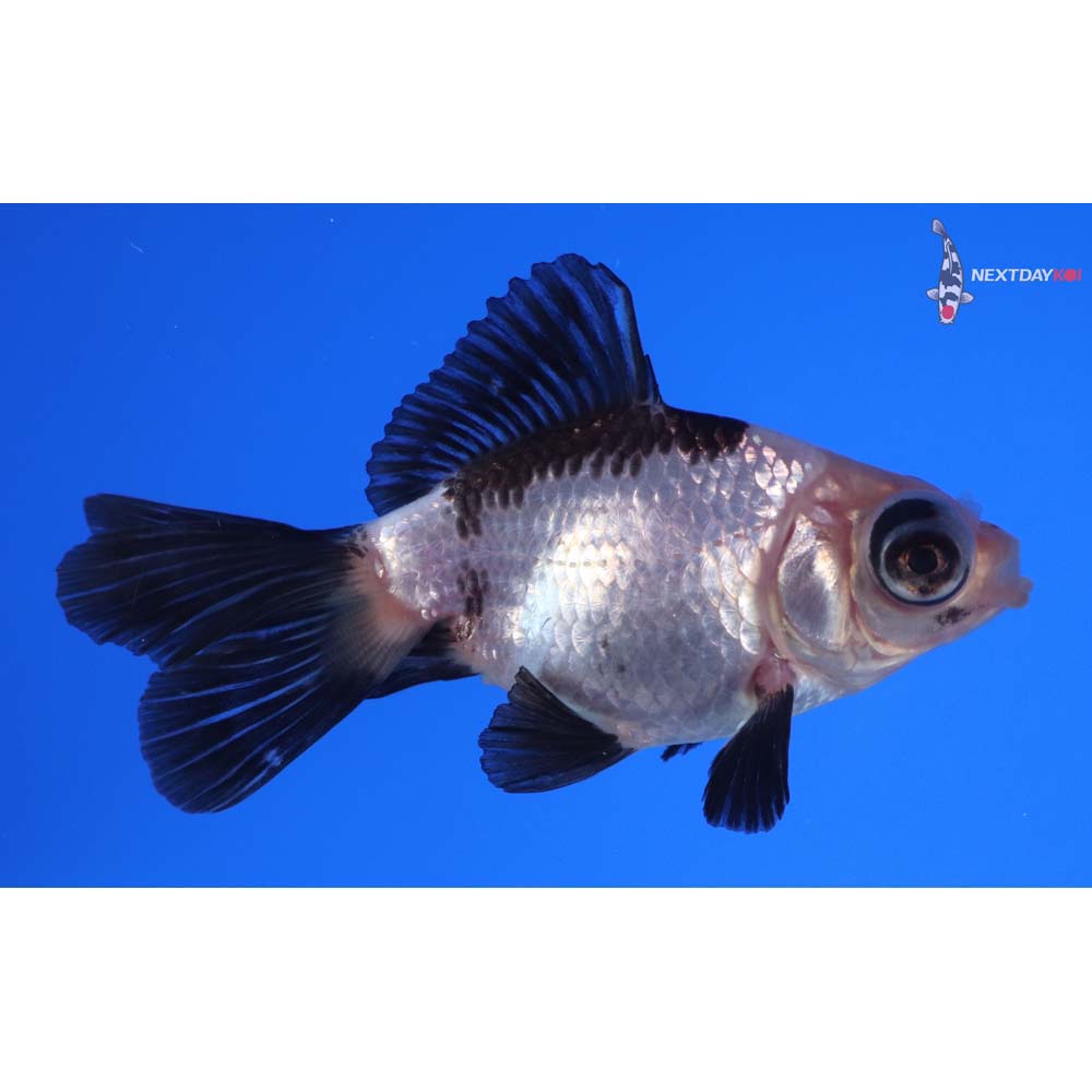 3” Imported Panda Telescope Fantail