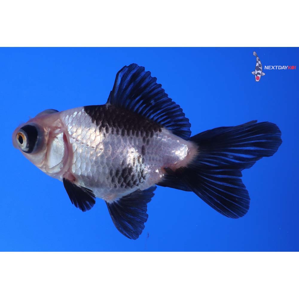 3” Imported Panda Telescope Fantail