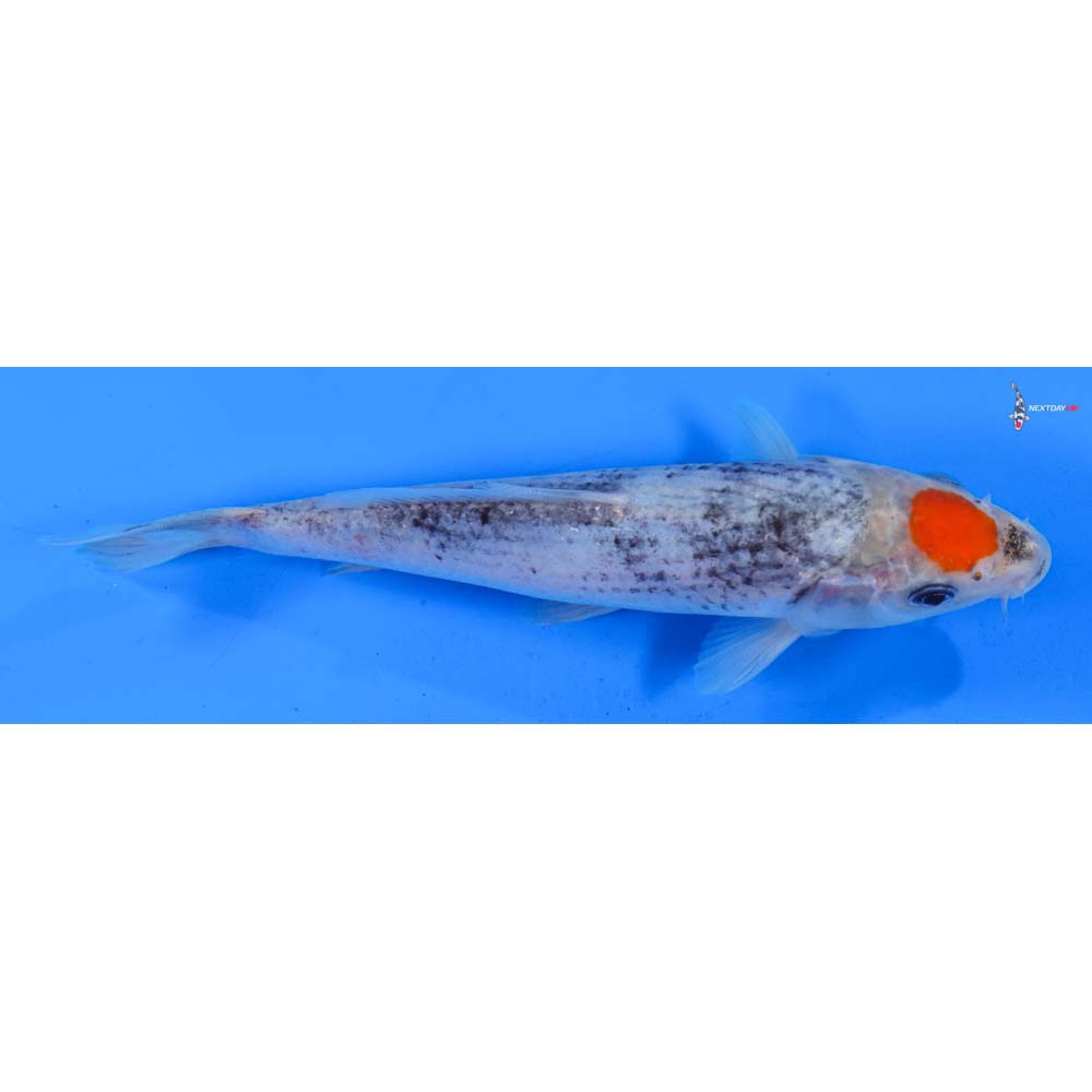 6.5” Imported Tancho Goshiki